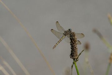 Female Keeled Skimmer (Orthetrum coerulescens) dragonfly sitting on plant in Zurich, Switzerland