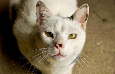close up of a cat with black mark on its nose. 
