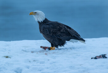 Bald Eagles