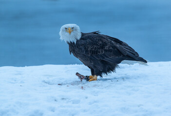 Bald Eagles