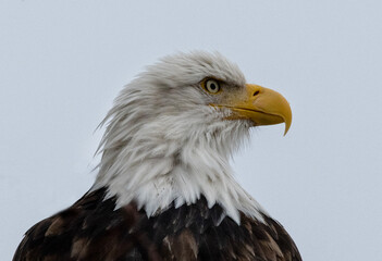 Bald Eagles