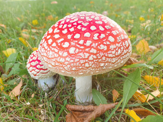 fly agaric also toadstool (in german Fliegenpilz) Amanita muscaria