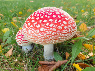fly agaric also toadstool (in german Fliegenpilz) Amanita muscaria