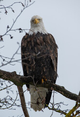 Bald Eagles