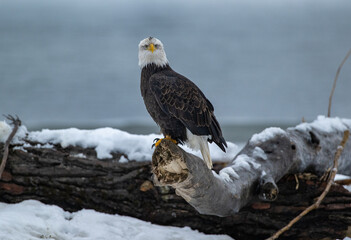 Bald Eagles