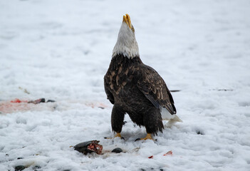 Bald Eagles