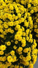 yellow flowers background