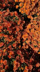 autumn flowers background