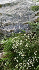 grass in the water