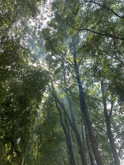 trees in the forest