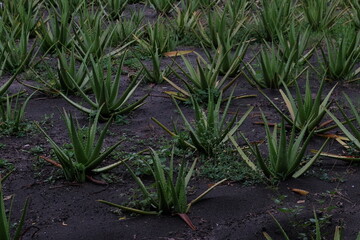 Cultivation of aloe vera plants