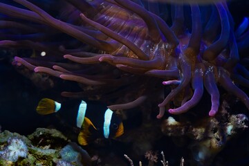 young Clark's anemonefish fluorescent in LED actinic blue spotlight, bubble tip anemone move tentacles in flow, hunt for food, protect fish, live rock stone, reef marine aquarium require experience