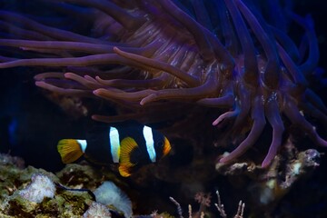 Clark's anemonefish shine fluorescent in LED actinic blue spotlight, bubble tip anemone move tentacles in flow, hunt for food and protect fish, live rock stone, reef marine aquarium require experience