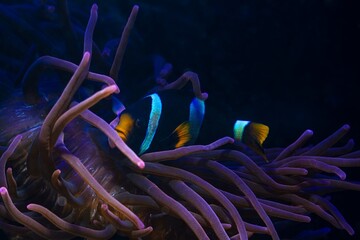 Clark's anemonefish fluorescent in LED actinic blue spotlight, bubble tip anemone move tentacles in flow, hunt for food and protect fish on live rock stone, reef marine aquarium require experience