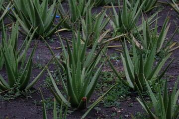 Obraz premium Cultivation of aloe vera plants