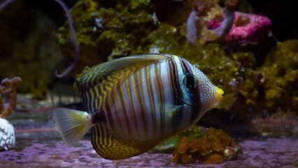 timid Desjardin's sailfin tang swim at soft corals bottom, live rock stone, demanding species...