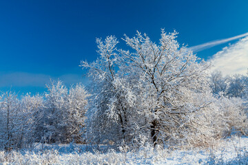 A sprawling oak trees in a winter forest after a snowfall. White snow-capped trees and clear blue skies on a frosty sunny day.