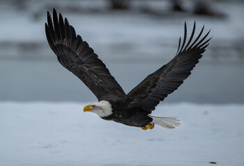 Bald eagle