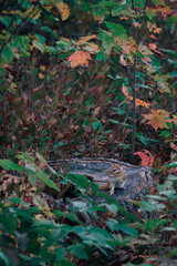 Chipmunk on a tree stump in the Navarino Nature center, Wisconsin