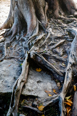 Roots of a tree in Cave Point Park, Wisconsin