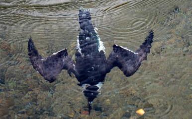 Gazza marina, Alca torda