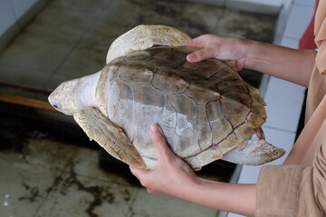 Turtle education in rainbow beach conservation