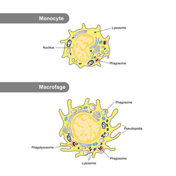 The structure of the monocyte and macrophage. White blood cell immunity. Leukocyte infographics. Medical vector illustration.