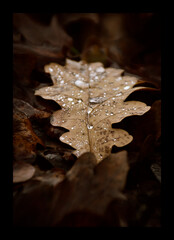 Closeup of fallen leafe with water drops