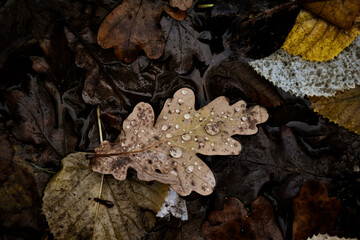 Fallen leafe with water drops in mud during autumn