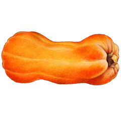 hand drawn illustration of elongated pumpkin