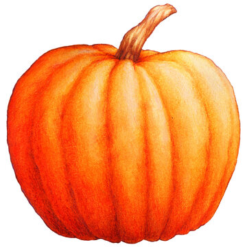 hand drawn illustration of cucurbita maxima pumpkin
