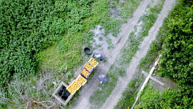 Aerial footage of people working in orange field and transporting boxes