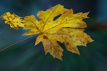 Fototapeta na wymiar Maple leaf