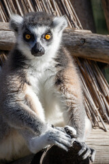 makis cattas (lemurs) close up