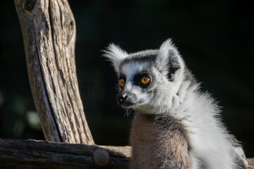 makis cattas (lemurs) close up