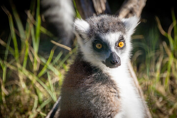 makis cattas (lemurs) close up