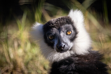 makis cattas (lemurs) close up