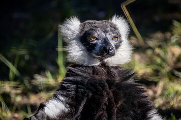 makis cattas (lemurs) close up
