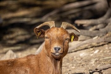 portrait d'une chèvre en gros plan	