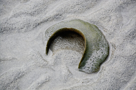 Lewiss' Moon Snail egg case on wet sand