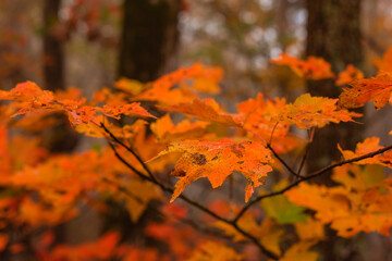 autumn leaves in the forest