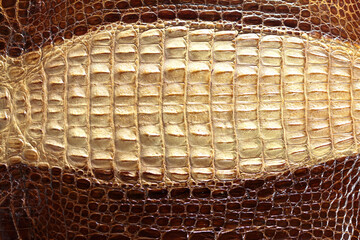 Close-up from crocodile bone carapace 
