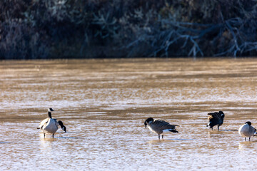 Ducks in Rio Grande in Albuquerque New Mexico