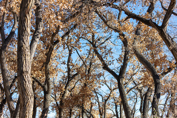 Tree in Albuquerque New Mexico, Nature on Rio Grande Hike