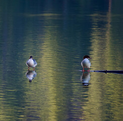 Birds on a log in Suttle Lake, Central Oregon