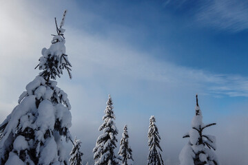 The tops of fir trees and spruce trees are covered with white fluffy snow in the winter forest against a blue sky