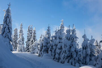Spruce trees covered with white fluffy snow in the backcountry mountain terrain