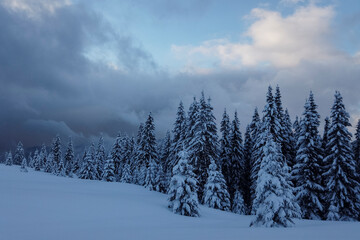 The wall of spruce trees is covered with snow in the winter mountains
