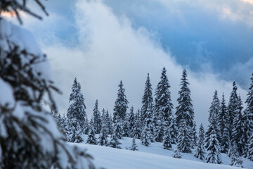 The wall of spruce trees is covered with snow in the winter mountains
