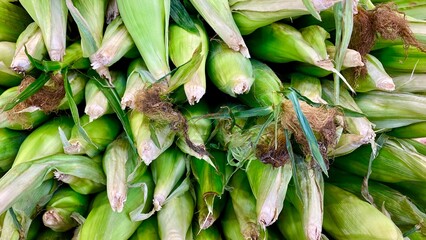 Fresh corn in the market, Texas, USA